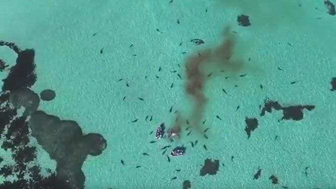 Drohne filmt Haie: Haie fressen Wal in der Shark Bay (Australien)