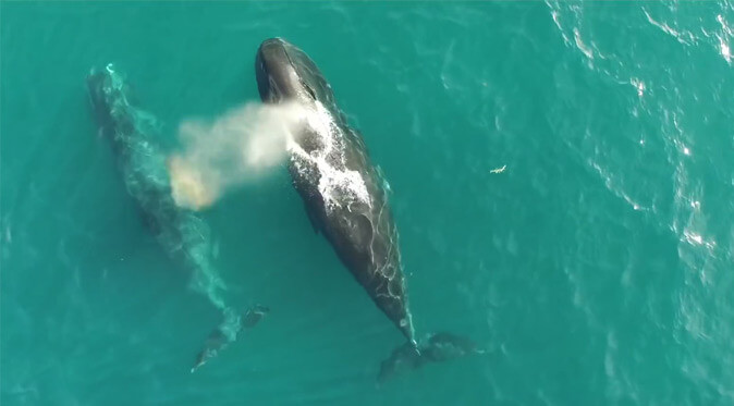 Grönlandwal: Wale mit Drohne gefilmt - spektakulär